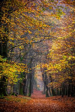 Autumn vibes van Linda Raaphorst