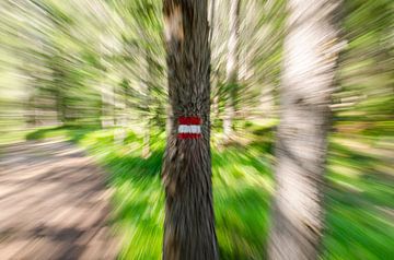 Zoomscape eines Sommerwaldes mit Wegweiser