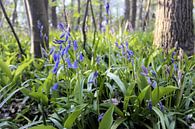 Hyacinths  von Erik Reijnders Miniaturansicht