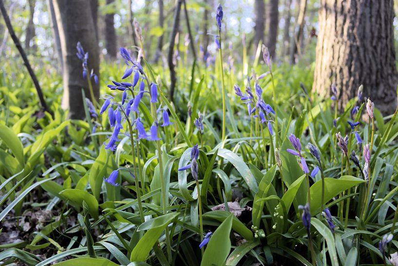 Hyacinths  van Erik Reijnders