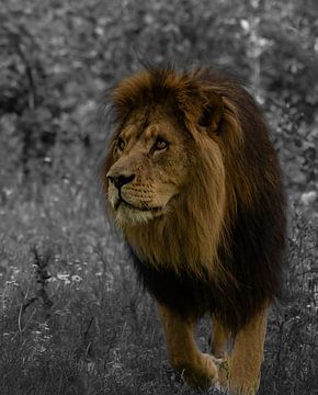 Lion en chasse noir et avec édition sur Wouter Van der Zwan