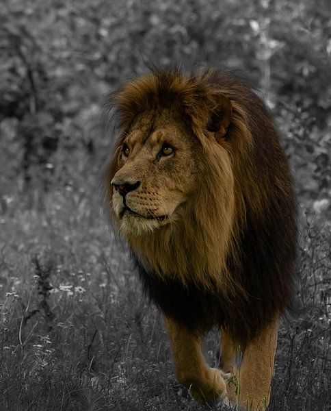 Lion on te hunt black and with edition van Wouter Van der Zwan