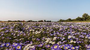 Une mer de fleurs de jour sur walcheren