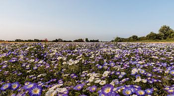 Ein Meer von Tagblumen auf Walcheren