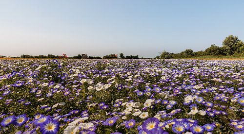 Ein Meer von Tagblumen auf Walcheren