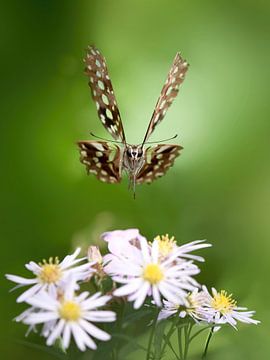 Uniek shot van een vlinder in vlucht boven witte bloemen van Anne Loos