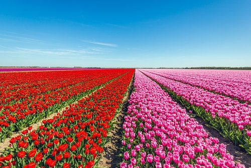 Des tulipes rouges et roses en fleurs dans un grand champ sur Ruud Morijn