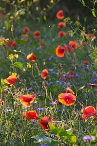 Mohnblumen in der Abendsonne