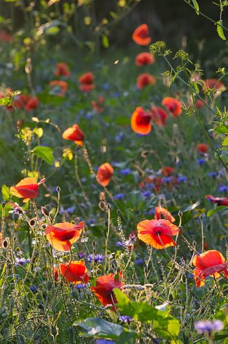 Klaprozen in de avondzon