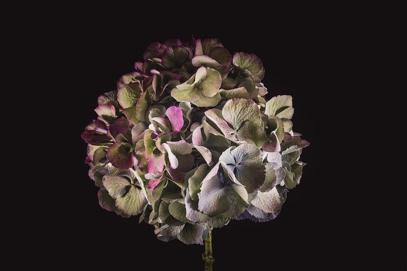 Fine art hydrangea by Sandra Hazes