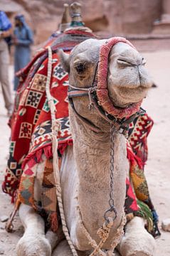 Close-up van een kameel in Petra, Jordanië van CHI's Fotografie