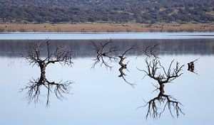 Umgestürzte Bäume in Embalse de Sierra Brava