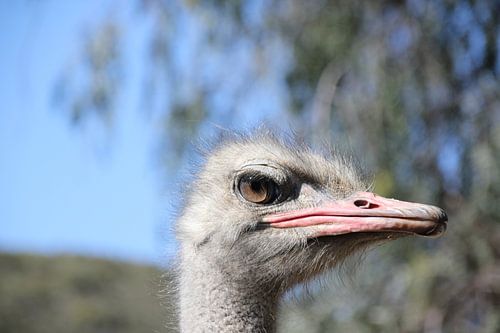 close-up struisvogel