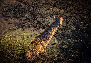 Giraffa Camelopardalis
