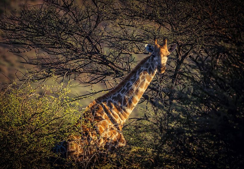 Giraffa Camelopardalis von Loris Photography