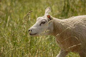 Schaap in t hoge gras