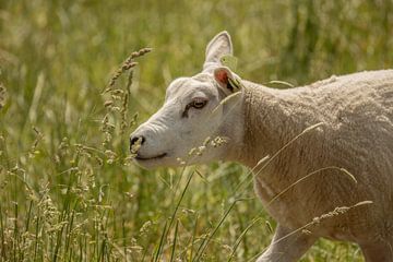Schafe im hohen Gras von Tanja van Beuningen