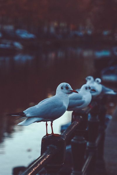 Birds by Atlasinmyhand