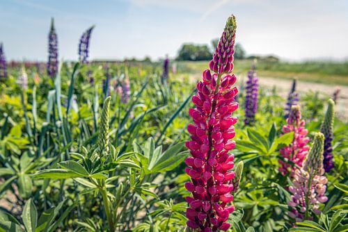 Lupin à fleurs rouges