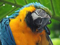 Blauw-gele Ara