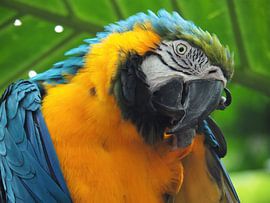 Blauw-gele Ara von Justin van Schaick