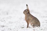 Feldhase ( Lepus europaeus ) im Winter, sitzt bei Schneefall auf einem Feld von wunderbare Erde Miniaturansicht