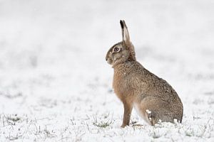 Feldhase ( Lepus europaeus ) im Winter, sitzt bei Schneefall auf einem Feld