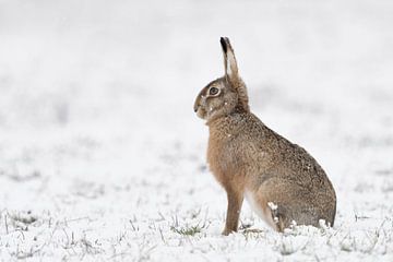 Brown Hare / European Hare ( Lepus europaeus ) in winter, sitting in snow, snowfall, watching attent