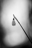 lonely