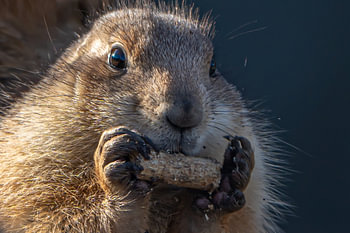 Front view of eating prairie dog
