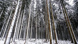 White Trees Ardennes by Sonny Vermeer