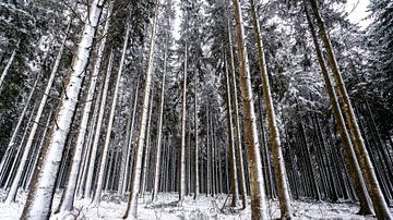 White Trees Ardennes
