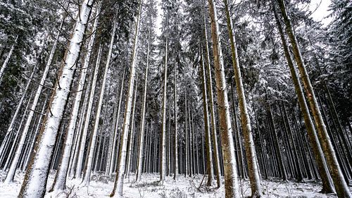 Arbres blancs Ardennes