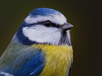 Portret van een pimpelmees