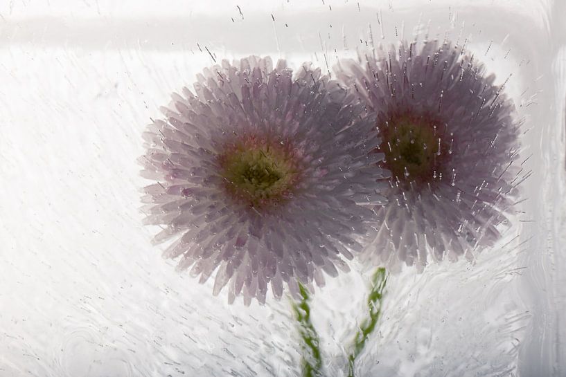 Gänseblümchen in Eis 3 von Marc Heiligenstein