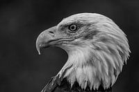 Weißkopfseeadler
