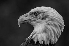 Pygargue à tête blanche sur Remco van Drunen