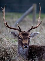 Hirsche in den Dünen