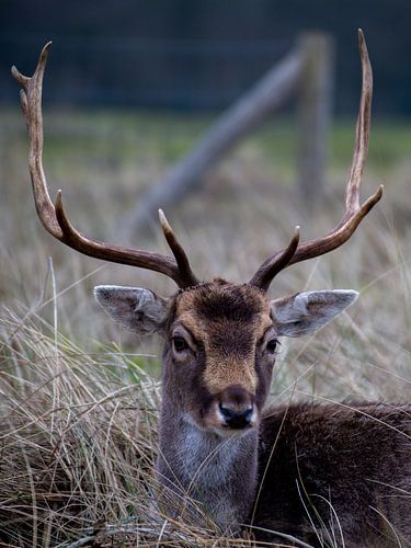 Des cerfs dans les dunes