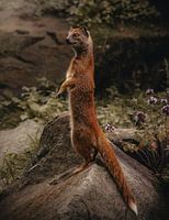Mongoose on a stone