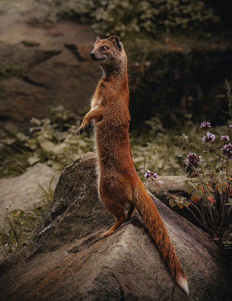 Mongoose on a stone by Lynn Meijer