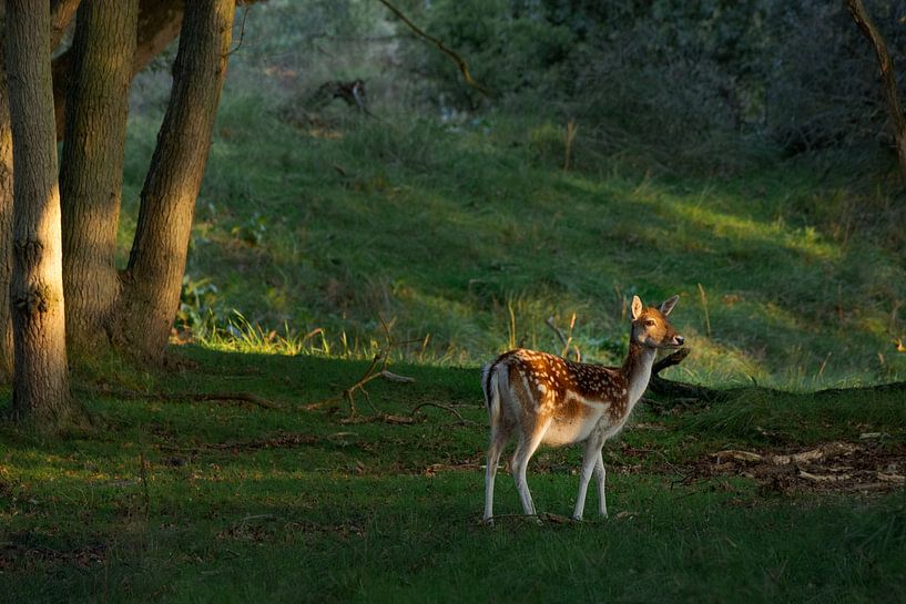 Deer at sunrise by Frans van Dam
