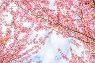 Japanische Kirschblüten von Arja Schrijver Fotografie Miniaturansicht