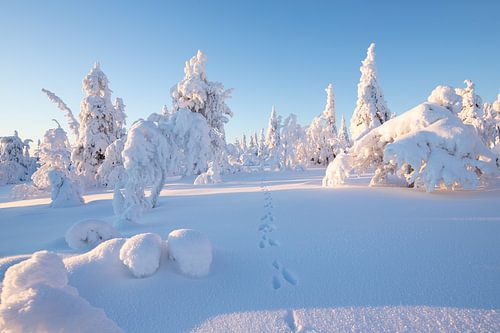 Fins Lapland