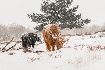 Schotse Hooglanders in de sneeuw. van Albert Beukhof