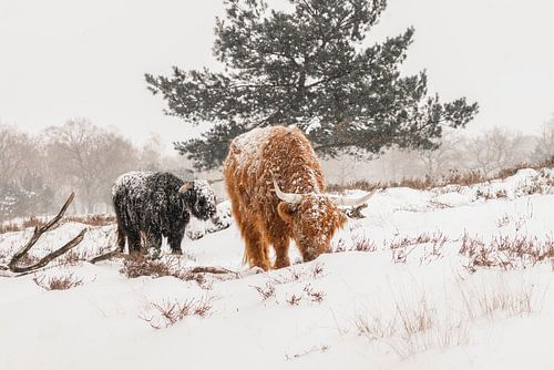 Schotse Hooglanders in de sneeuw.