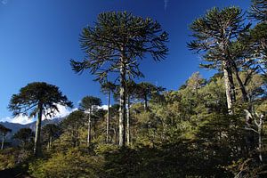 Nationaal Park Conguillío met Araucaria bomen, Chili van A. Hendriks