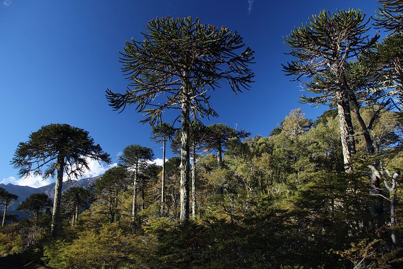 Nationalpark Conguillío mit Araukarienbäumen, Chile von A. Hendriks