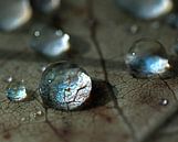 kristallklare Tropfen von Anouschka Hendriks Miniaturansicht
