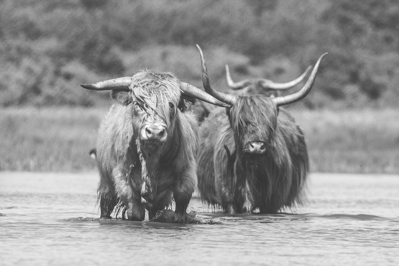 Twee Schotse Hooglander koeien in het water van Anne Zwagers